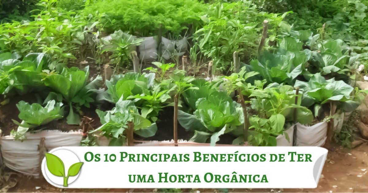 Os 10 Principais Benefícios de Ter uma Horta Orgânica